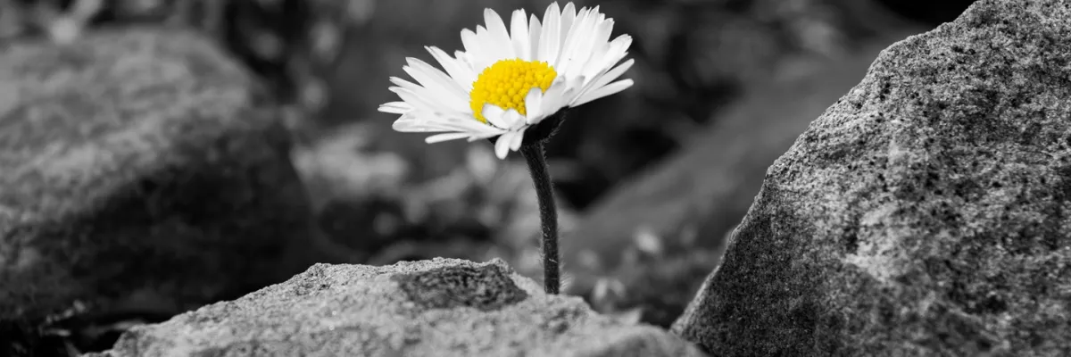 Acompañando el proceso del duelo