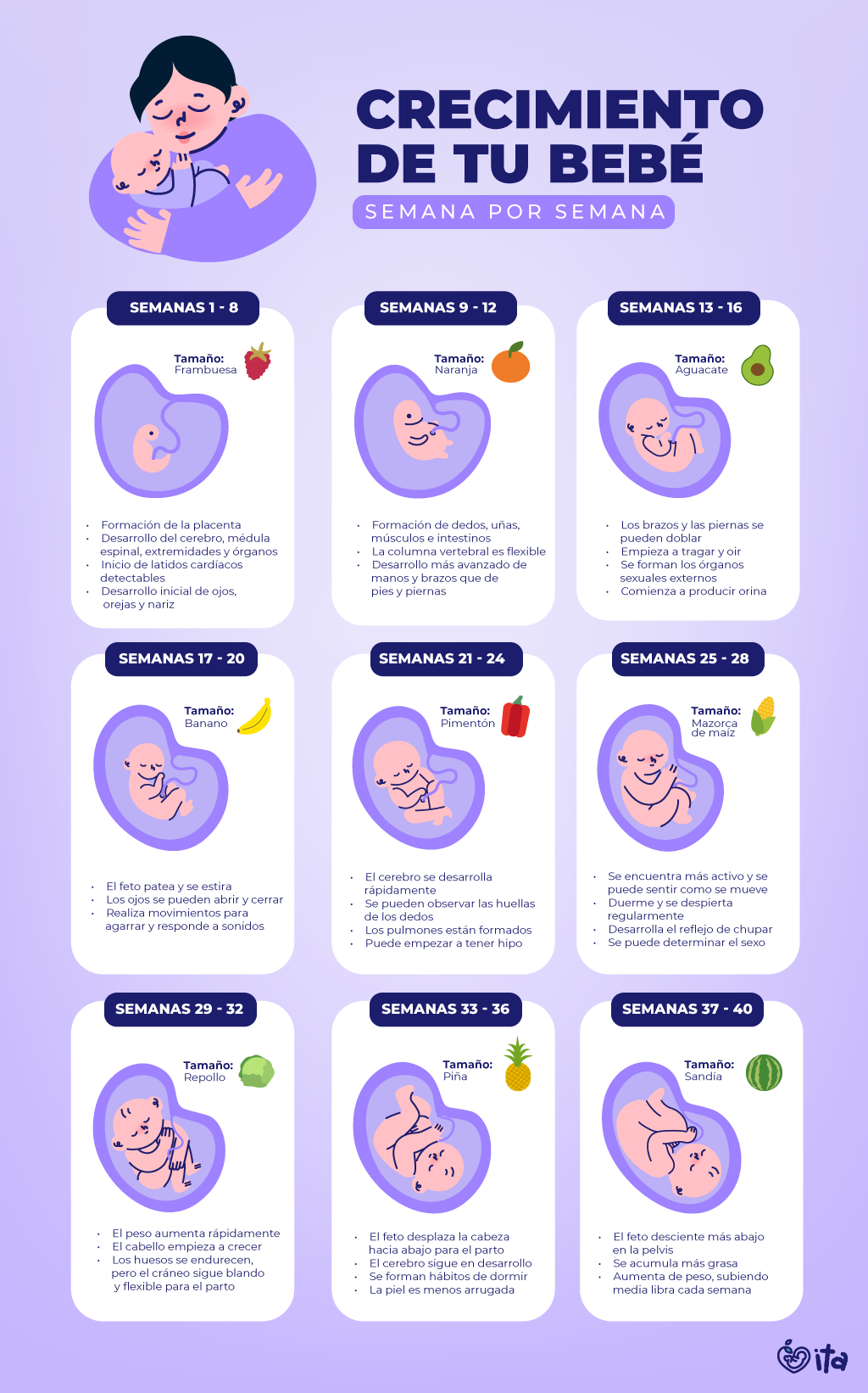 Desarrollo del bebé en el vientre