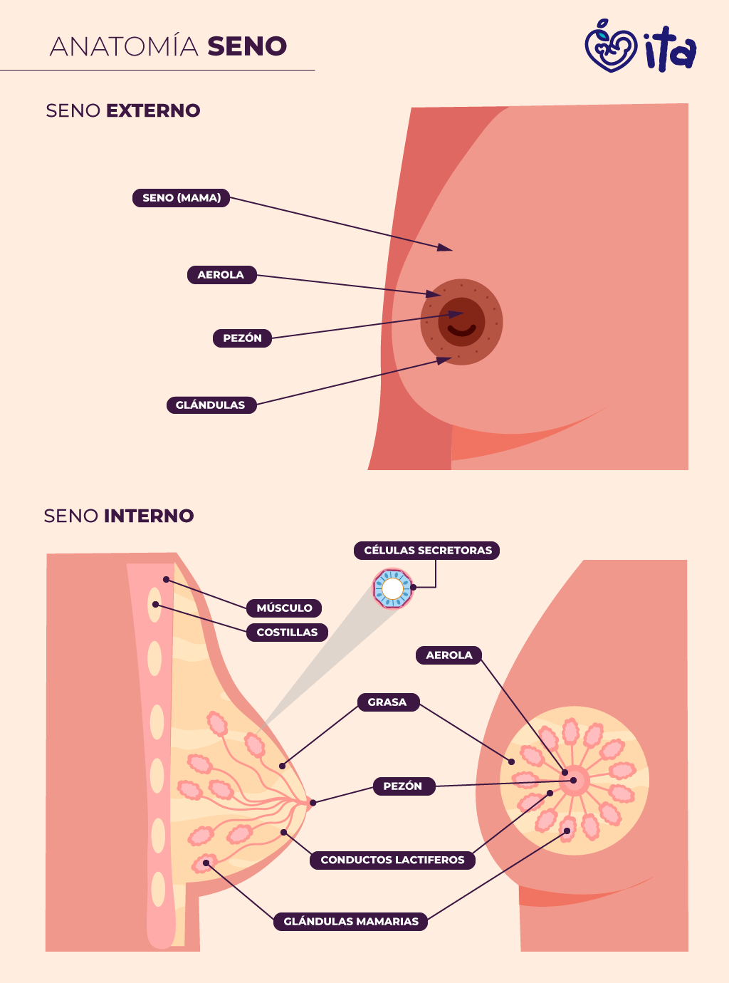 Partes del seno