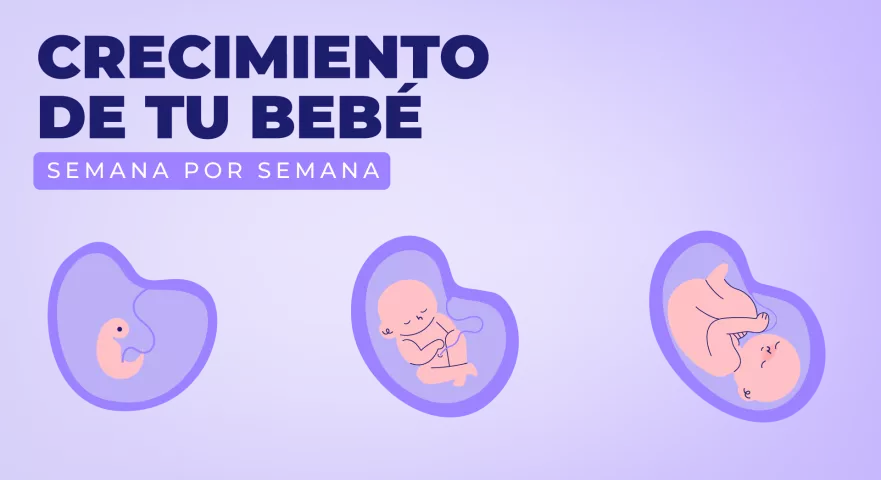 Cómo crece el bebé en el vientre