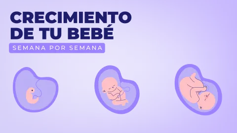 Cómo crece el bebé en el vientre