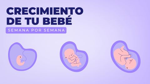 Cómo crece el bebé en el vientre