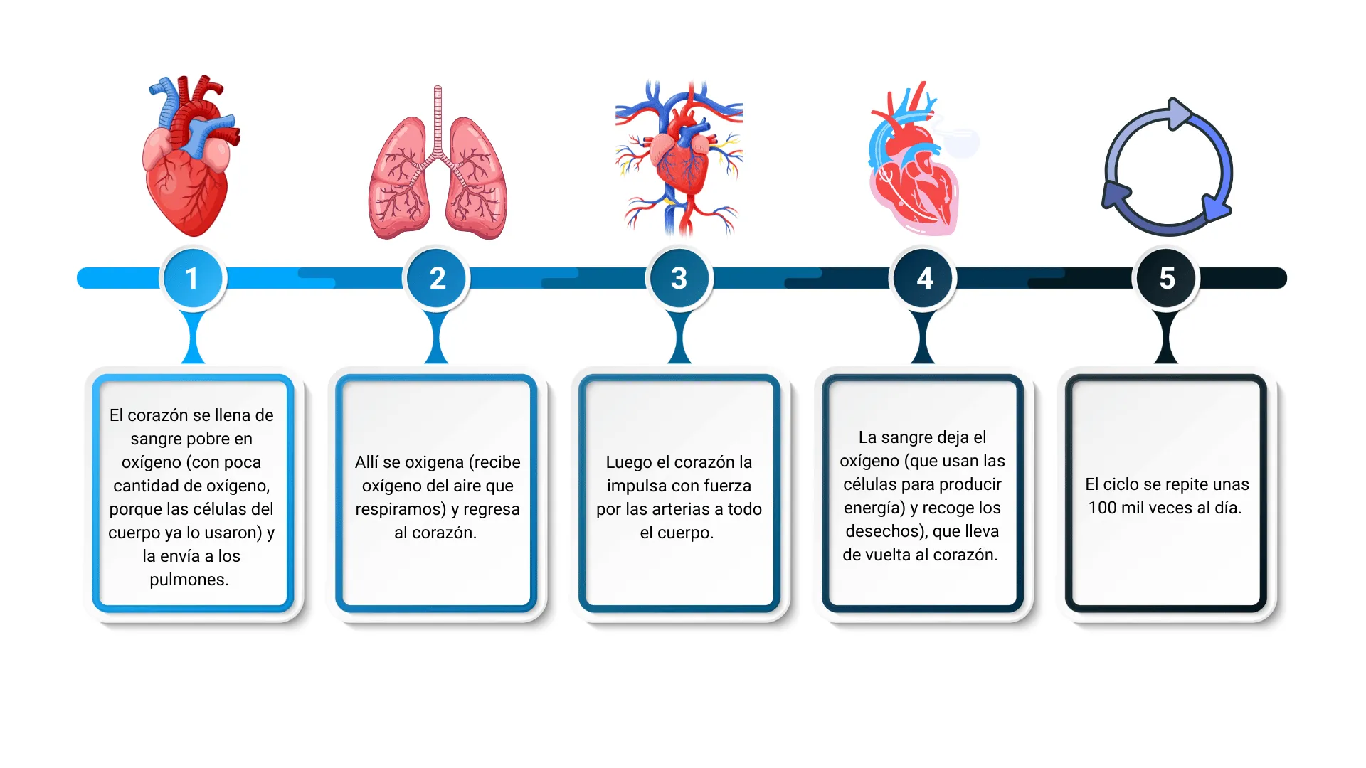 5 pasos de funcionamiento del sistema cardiovascular